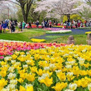 昭和記念公園のチューリップと桜