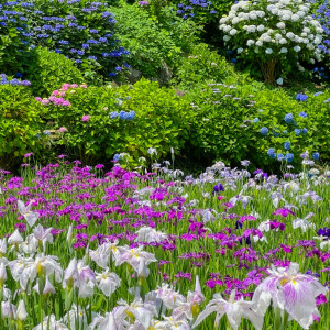 小田原城址公園のあじさいと菖蒲