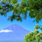 大石公園のねむの木と富士山