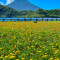 池田湖のマリゴールド