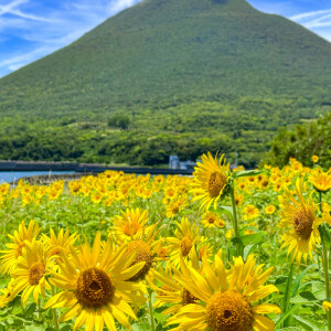 鹿児島県川尻海岸でひまわりと開聞岳