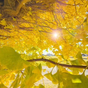 神奈川県の紅葉