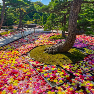 由志園のダリア