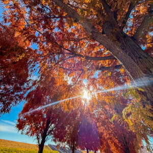 馬入ふれあい公園の紅葉