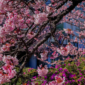 熱海桜