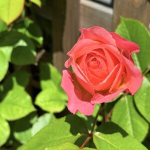 モンテクリステラ