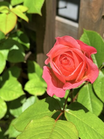 モンテクリステラ