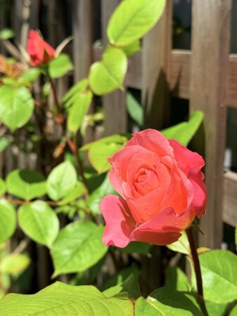 モンテクリステラ