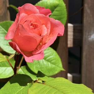 モンテクリステラ