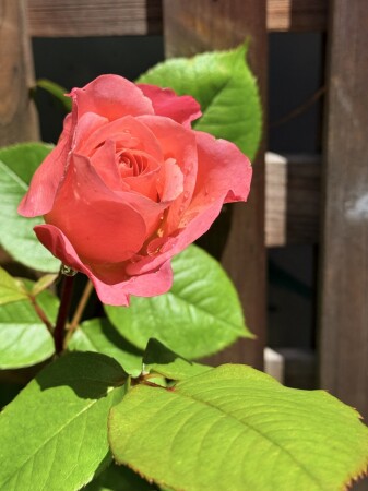 モンテクリステラ